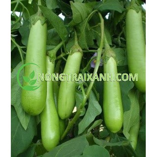150h - hạt giống cà tím xanh quả dài