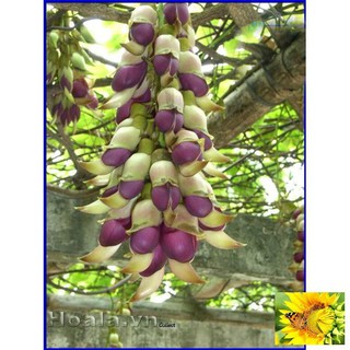 Hoa leo Huyết long 10 hạt