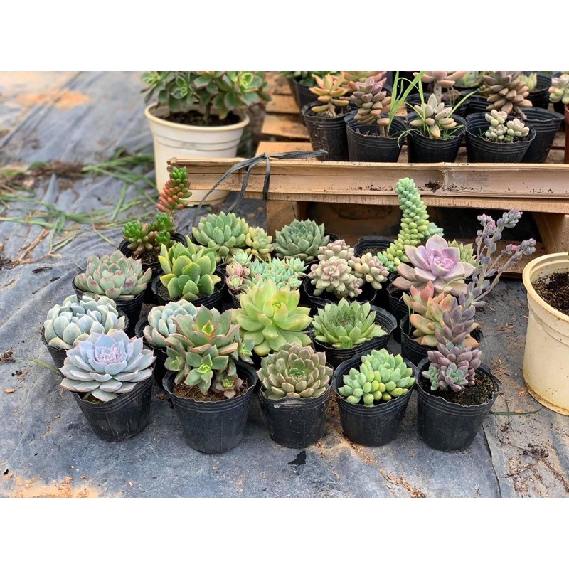 Sen đá Đà Lạt. Size 8-10cm