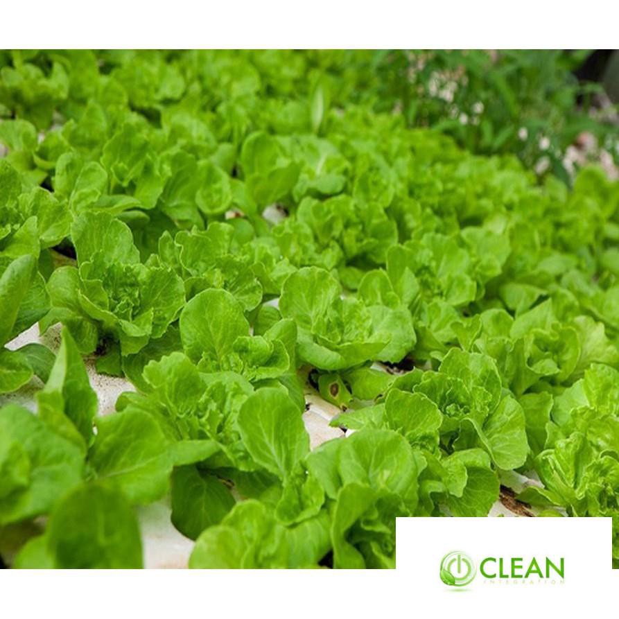 Giống Rau Xà lách mỡ