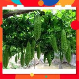 HẠT GIỐNG KHỔ QUA RỪNG