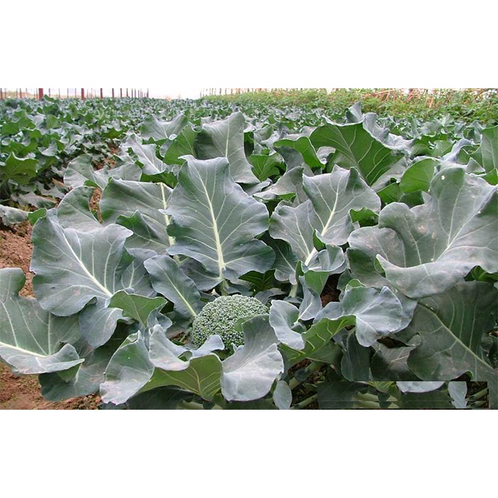 Phân Siêu Dưỡng Đạm Magie tăng xanh dày lá, bóng sáng lá, dưỡng Rau Ăn Lá, Măng Tây, rau thơm gói 100g