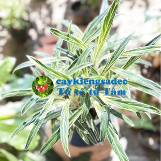 caykiengsadec - cây thu tiền + Tặng Phân Bón cho cây mau lớn - trang trí nội thất cảnh quan ngoài trời