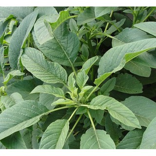 Hạt giống rau Dền Xanh lá liễu F1