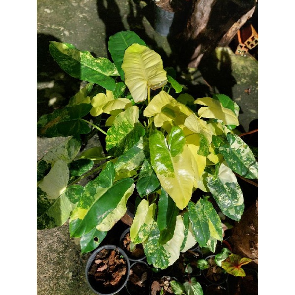 Burle marx var trầu bà tỉ phú