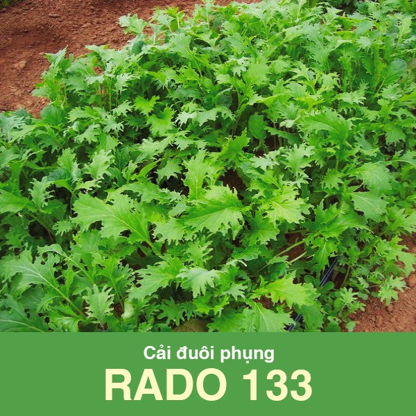 Cải đuôi phụng Rado 133