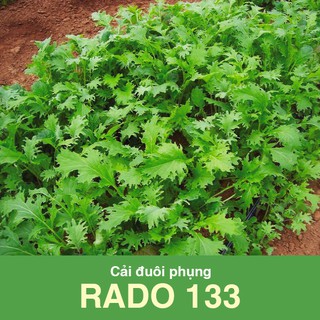 Cải đuôi phụng Rado 133