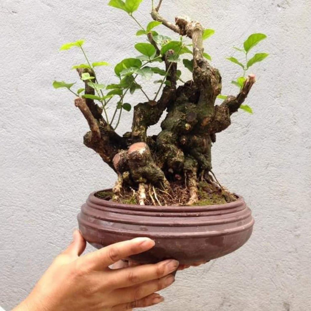 Phôi hoa nhài cổ Bonsai Đẹp - Độc - Lạ