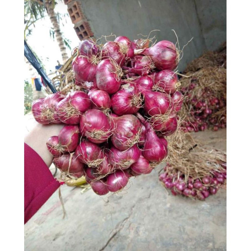 CỦ HÀNH TÍM VĨNH CHÂU, SÓC TRĂNG 1kg | BigBuy360 - bigbuy360.vn