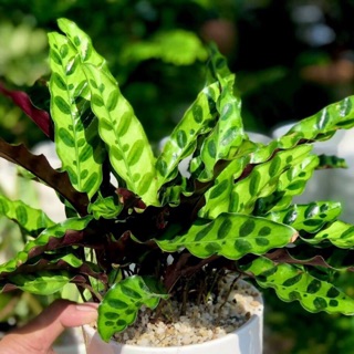 Đuôi công lá dài có chậu