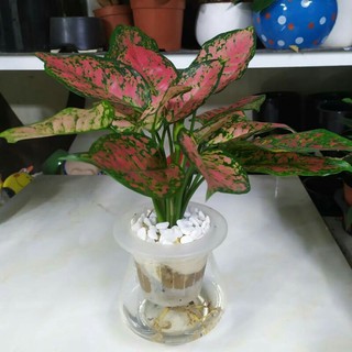 Chậu cây Vạn lộc - mệnh hoả