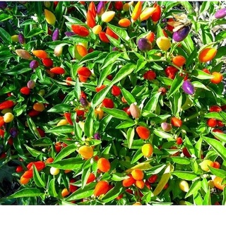 #Hạt_Giống_Ớt_Bi ( tặng kèm kích mầm )