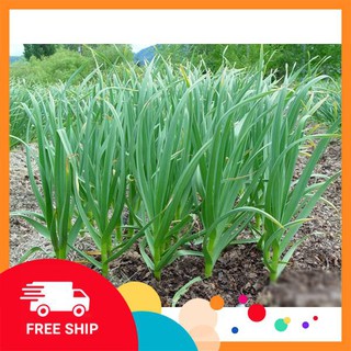 Gói 5gr giống rau hẹ