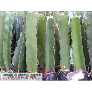 Cây Thanh Long Ruột Đỏ
