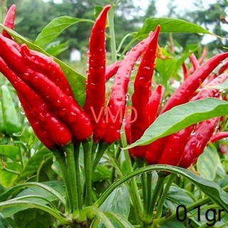 Hạt giống Ớt Chỉ Thiên