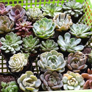 Combo 5 loại sen đá bầu đất trung ngẫu nhiên