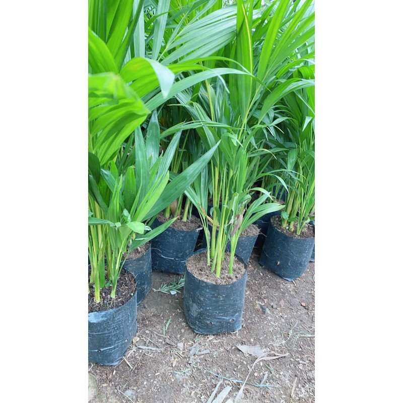 Cây Cau Vàng Cao 60-70cm