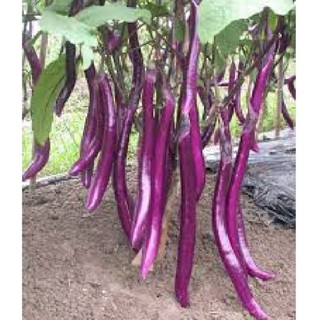 Hạt giống cà tím siêu dài Đài Loan  - 1 gói 0.3gram