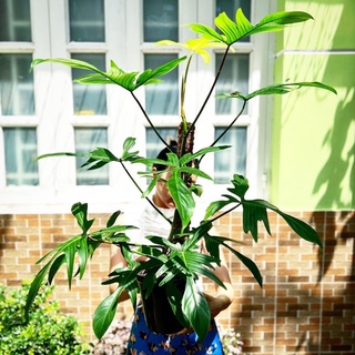 Trầu bà Cánh én Ghost | Philodendron Florida Ghost