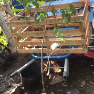Cây cherry brazil
