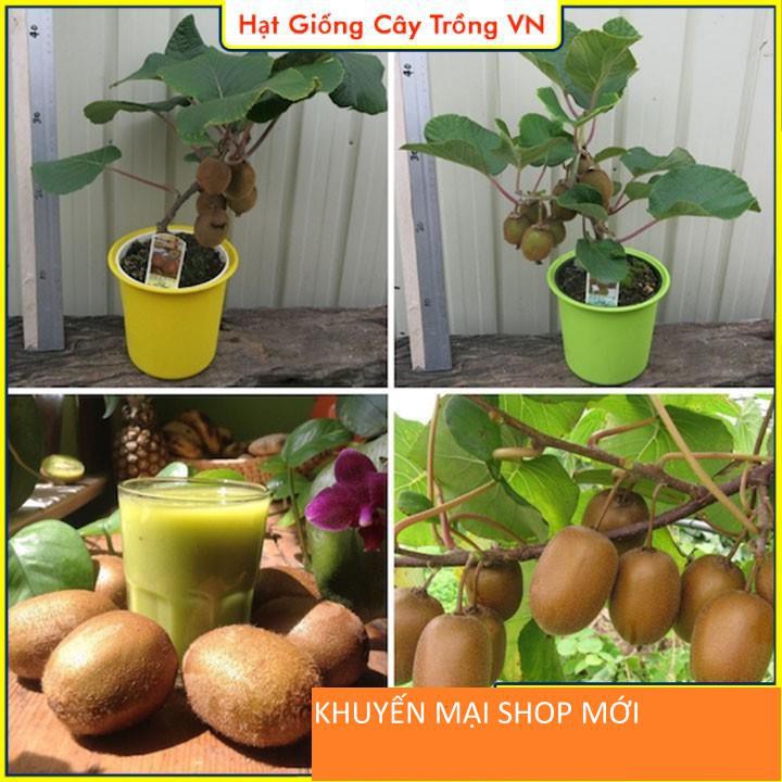 Hạt giống Kiwi trồng chậu - gói 30 hạt khuyến mại shop mới