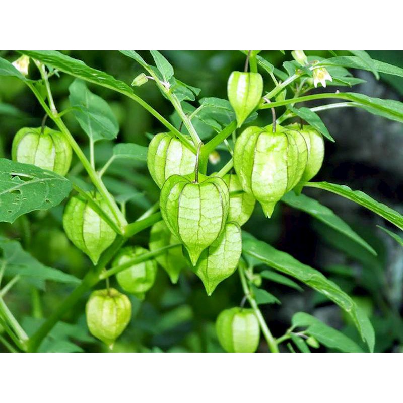 Cây Tâm Bóp (Thù Lù) 100g
