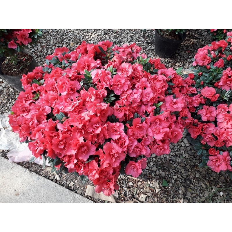 Cây hoa đỗ quyên kép Ngagarden