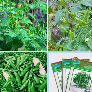 Hạt giống ớt xiêm xanh siêu trái- gói 30 hạt-tặng kèm gói phân bón