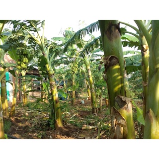 cây giống chuối tây thái