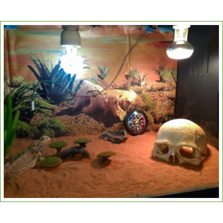 Sọ người trang trí bể cá_ thuỷ sinh