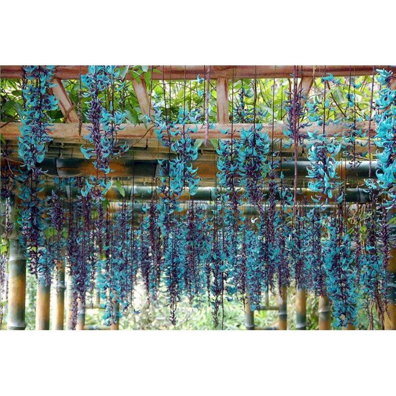CÂY GIỐNG HOA MÓNG CỌP XANH cây 70cm