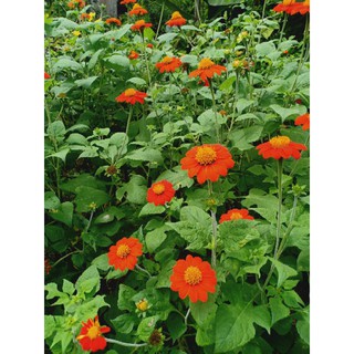 Com bo khuyến mại  120  hạt hoa cúc sơn  quỳ đỏ