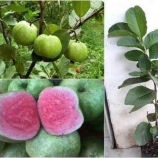 Cây Giống Ổi Lê Ruột Đỏ (cây ghép siêu sớm chuẩn giống )
