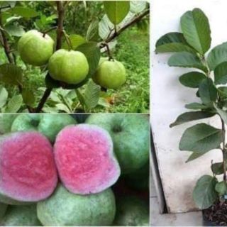 Cây giống ổi lê ruột đỏ