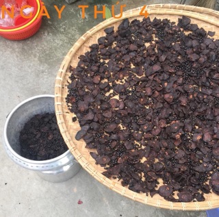 HÀ THỦ Ô ĐỎ CHẾ ĐỖ ĐEN