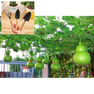 Hạt giống Bầu Hồ Lô 10 Hạt TẶNG BỘ LÀM VƯƠN MINI