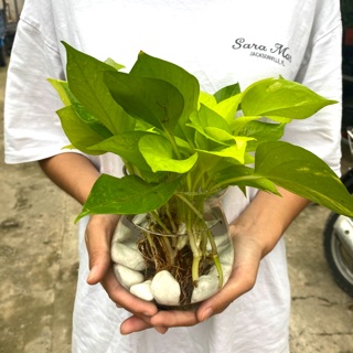 TRẦU BÀ THUỶ SINH - TẶNG CHẬU THUỶ TINH