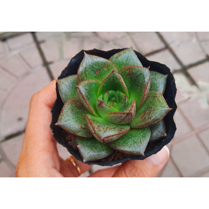 Sen đá Bông Hồng Đen - Hư 1 đổi 1- Cây cảnh trang trí- HOA ĐÁ shop