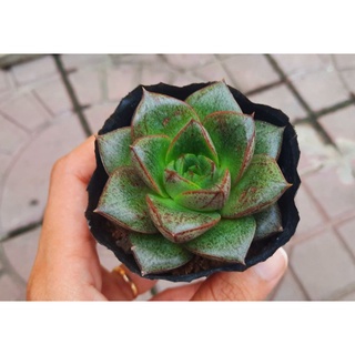 Sen đá Bông Hồng Đen - Hư 1 đổi 1- Cây cảnh trang trí- HOA ĐÁ shop