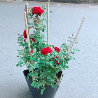 Bụi Hoa Hồng Siêu Nụ