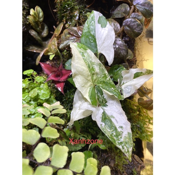 Cây thả nước bể cá, hồ bán cạn, trồng bể terrarium, non bộ