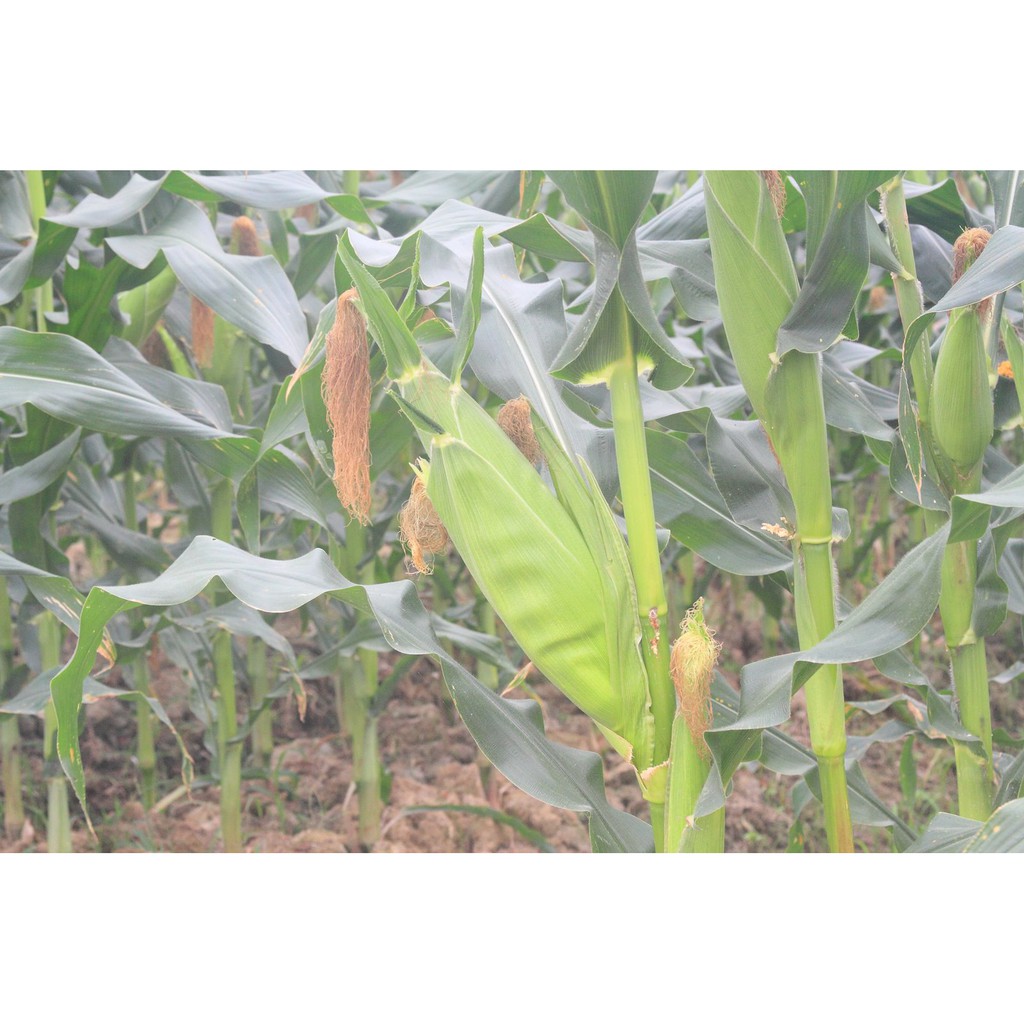 HẠT BẮP NẾP F1 TRẮNG - GÓI 100 GRAM