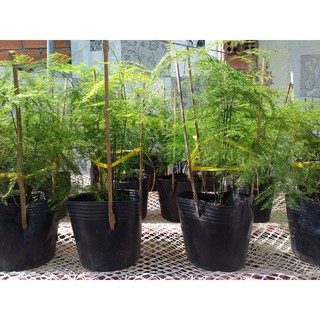 Cây Kim Thủy Tùng