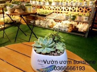 Chậu gốm bát tràng