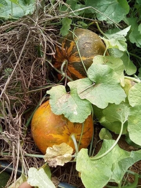 Hạt giống dưa bở tròn Honeymoon Thái Lan