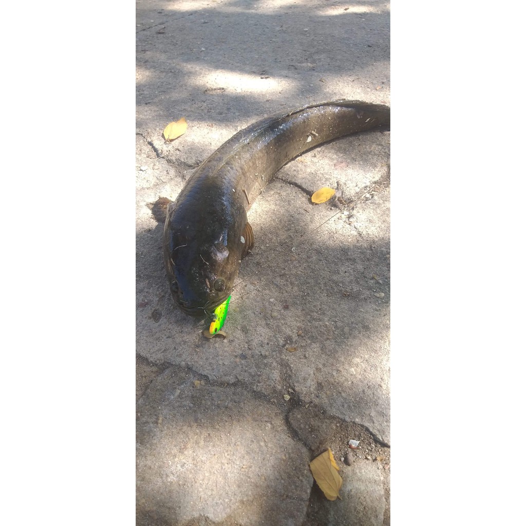 Cá sắt orichi lưỡi BKK giá rẻ sơn tĩnh điện / sơn dạ quang