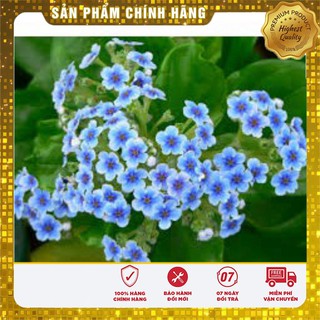 Hạt Giống Hoa Lưu Li(For get me not ) - 50 hạt