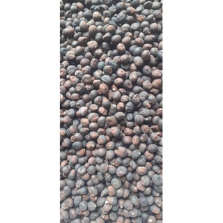 100gram hạt bông gòn giống