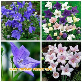 Hạt Giống Hoa Cát Cánh - 50 Hạt