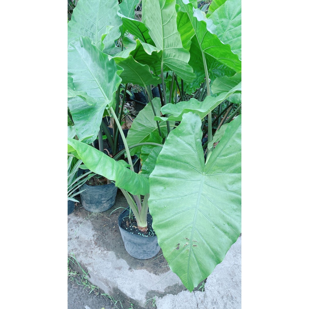 Cây Ráy Voi Hàng Lớn